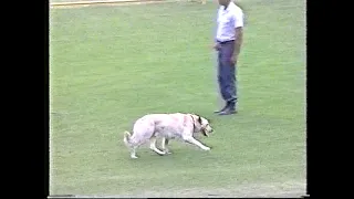 South African Police dog display - December 1991