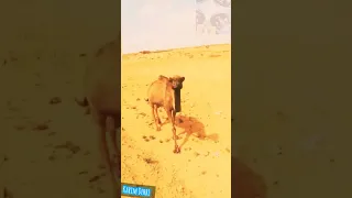 Camel welcoming in Sahara desert Morocco 🇲🇦