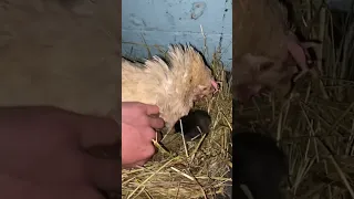 Курица с яйцами 🥚🥚 как опознать