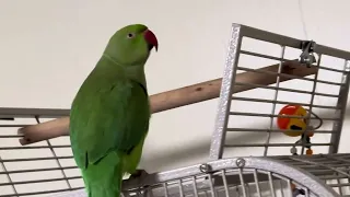 Good boy! - Petey the Ringneck