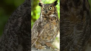 Great Horned Owl Hooting  #owlsounds #owls #owl #greathornedowl #birds #birdcam #birding #hooting