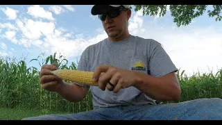 ORGANIC CORN YIELD CHECK