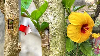 2 types of hibiscus grafting on a tree | Plant hibiscus flowers