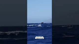 Dolphin Watching | Madeira, Portugal 🇵🇹