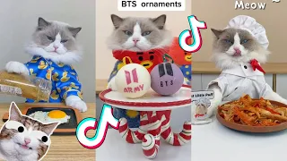 That Little Puff | Cats Make Food 😻 | TikTok Compilation 2023 #2