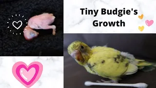 Tiny budgie's growth / 0 to 27 days old