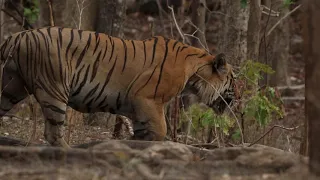 3N0A0319_Handsome male walking away from water hole in Khursapar, Pench