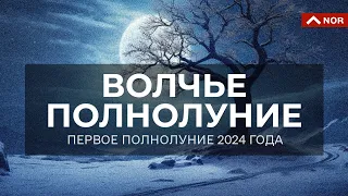 ВОЛЧЬЕ ПОЛНОЛУНИЕ / ПЕРВОЕ ПОЛНОЛУНИЕ ГОДА / 25.01.2024 / ЛИЛИЯ НОР