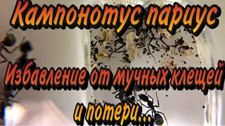 Кампонотус париус (Camponotus parius). Что с  колонией? Избавление от клещей и потери...