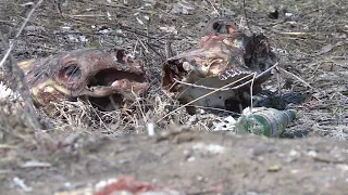 Казанцы обнаружили останки неизвестных животных