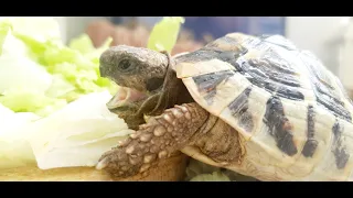 Tortoise eat lettuce -TurtleTerrapinTortoise-