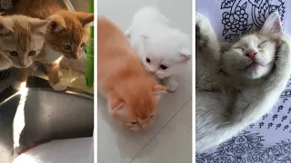 Cats Doing Funny Things Compilation ~ Cats being... CATS!