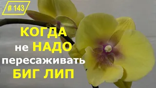 #  143 Не хотела... Но все же пересадила орхидею Биг Лип. Неожиданный гость в горшке #ПосадкаОрхидей