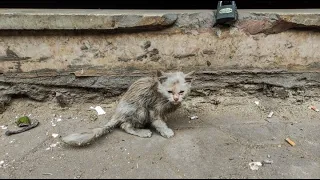 Heartbreaking Rescue of a Miserable Kitten: The Transformation Will Leave You Speechless