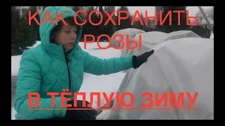 Как сохранить Розы зимой