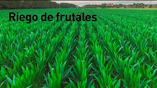 Riego de frutales