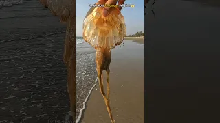 Brave act: Saving the world's most venomous jellyfish from shore 🥺