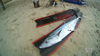 spearfishing Spanish mackerel  / פלמידה  בצלילה חופשית