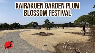 Kairakuen, 3000 plum blossom trees in one of the three great gardens of Japan, Mito, Ibaraki