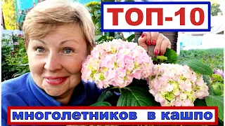 ТОП-10 многолетних цветов, которые можно сажать в контейнерах