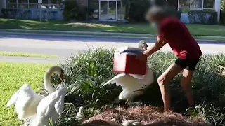 Video shows man putting baby swans in cooler at Orlando’s Lake Eola Park