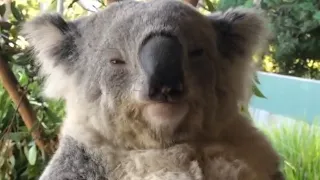 This is a teddy or a koala? 🐨😍