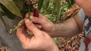 How To Graft Mangos