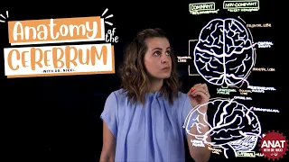 Anatomy of the Cerebral Hemispheres & Lobes of the Brain