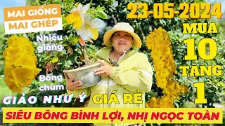 CHỊ VÂN Giao Lưu Mai Vàng Giá Rẻ, Siêu Bông Bình Lợi, Giảo Như Ý, Nhị Ngọc Toàn... • THÀNH TRỌNG LÊ