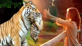 Тигрица отдала людям своего больного тигренка, моля о спасении малыша
