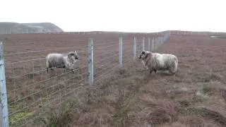 Shetland Rams