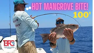 Hot Mangrove Snapper Bite 100' offshore Tampa Bay!