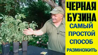 Черная бузина. Самый простой и эффективный способ размножить.