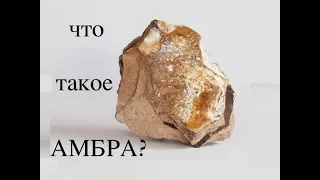 АМБРА что это такое??? Парфюм изнутри