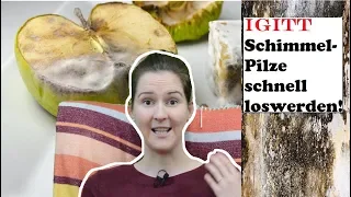 Pilze im Darm 😷- einfach und schnell loswerden!