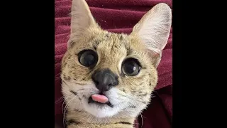 FUNNY AND CUTE CAT VIDEOS TO START YOUR WEEK! 2021😸 | International Cat