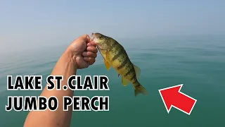 JUMBO PERCH jigging on Lake St.Clair - Lake St.Clair Fishing