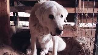 Saying Goodbye to Our Livestock Guardian Dog