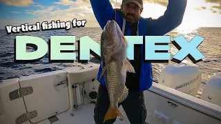 Dentex Bite is ON! Catching Dentex with live squid in Mallorca