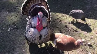 Turkey Mating Dance - Narangesset and Red Burbon Turkeys