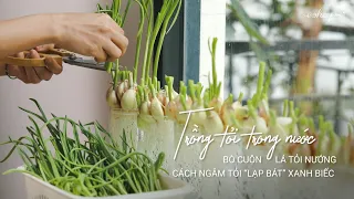 TRỒNG TỎI TRONG NƯỚC | BÒ CUỘN LÁ TỎI NƯỚNG | CÁCH NGÂM TỎI “LẠP BÁT” XANH BIẾC