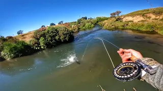 This Small Farm Stream produced Top Quality Trout!