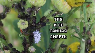 Тля погибла. Муравьи в шоке. Пастухи потеряли всё стадо. // Clever Cricket