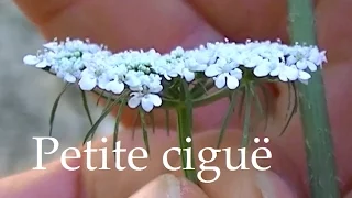 La petite ciguë comment la reconnaître, plante toxique.