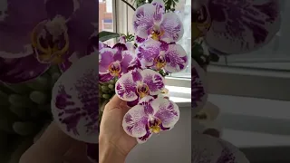 Отличия летнего и зимнего цветение орхидеи