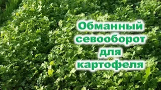 Как быстро организовать обманный севооборот для картофеля? Как снять усталость у почвы от картошки?