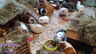 Our girl group guinea pigs are waiting for food!