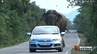 A wild elephant follows a car.