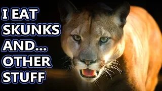 Cougar facts: also puma facts, also mountain lion facts, not panther facts | Animal Fact Files