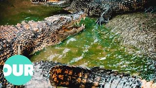 Namibia’s Chobe River: The Deadly Crocodile Capital | Our World